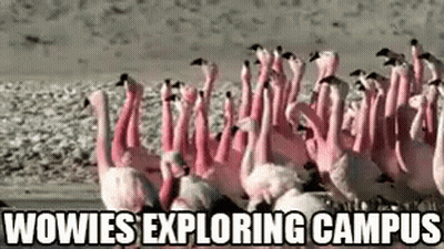 A Flock Of Flamingos Standing Next To Each Other On A Beach With The Words Wowies Exploring Campus . GIF