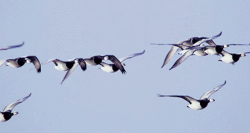 A Flock Of Geese Are Flying In A Blue Sky GIF