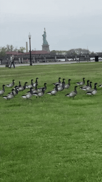 A Flock Of Geese Are Standing In A Grassy Field With A Statue In The Background GIF