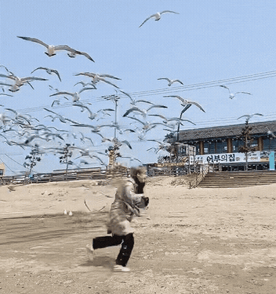 A Flock Of Seagulls Are Flying In Front Of A Building With A Sign That Says ' Sgw ' On It GIF
