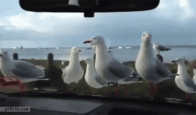 A Flock Of Seagulls Are Standing In Front Of A Car Windshield GIF