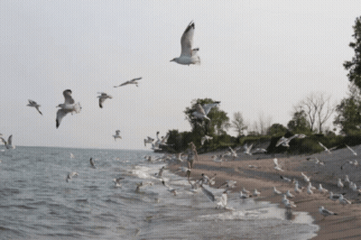 A Flock Of Seagulls Flying Over A Sandy Beach GIF