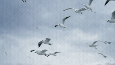 A Flock Of Seagulls Flying Through A Cloudy Sky GIF