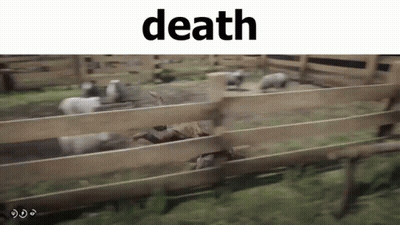 A Flock Of Sheep Are Running Through A Wooden Fence In A Field . GIF