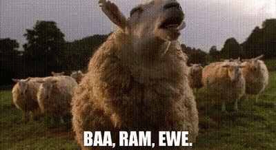 A Flock Of Sheep Standing In A Field With The Words Baa Ram Ewe GIF