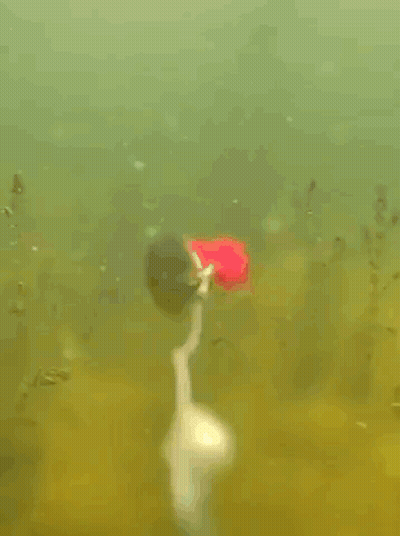 A Flower Is Floating In The Water With A Light On It GIF