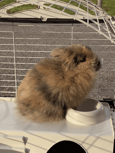 A Fluffy Brown And Black Rabbit Is Sitting In A Cage GIF