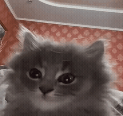 A Fluffy Cat Is Looking At The Camera In A Room . GIF
