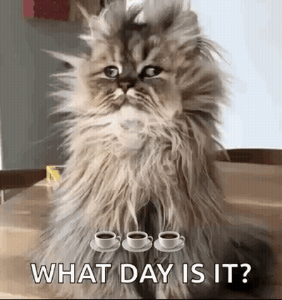A Fluffy Cat Is Sitting At A Table With Three Cups Of Coffee On It . GIF
