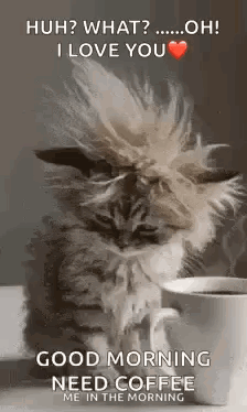 A Fluffy Cat Is Sitting Next To A Cup Of Coffee And Says `` Good Morning Need Coffee Me In The Morning '' . GIF