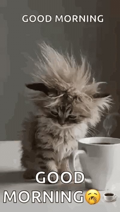 A Fluffy Cat Is Sitting Next To A Cup Of Coffee . GIF