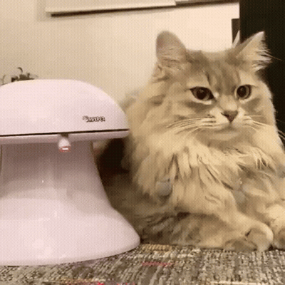 A Fluffy Cat Is Sitting Next To A White Cat Feeder On A Couch . GIF