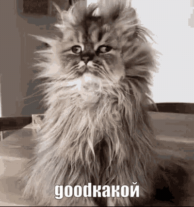 A Fluffy Cat Is Sitting On A Table And Looking At The Camera In A Black And White Photo With Russian Writing . GIF