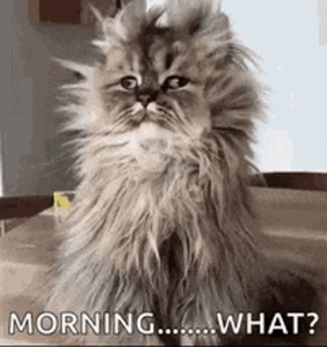 A Fluffy Cat Is Sitting On A Table And Looking At The Camera With The Words Morning What . GIF