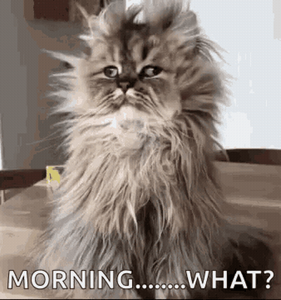 A Fluffy Cat Is Sitting On A Table And Looking At The Camera With The Words Morning What Written Below It . GIF