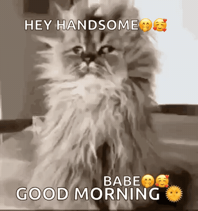 A Fluffy Cat Is Sitting On A Table And Saying `` Hey Handsome Babe Good Morning '' . GIF