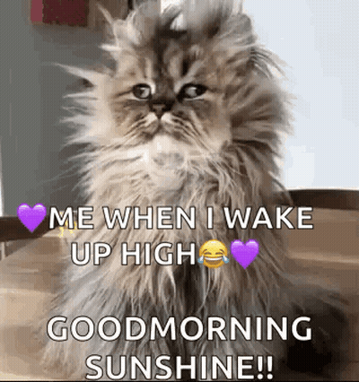 a fluffy cat is sitting on a table and says `` me when i wake up high goodmorning sunshine ! ''