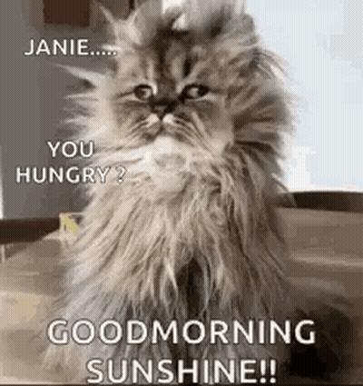 A Fluffy Cat Is Sitting On A Table With A Good Morning Sunshine Greeting . GIF