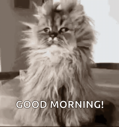 A Fluffy Cat Is Sitting On A Table With The Words `` Good Morning '' Written On It . GIF
