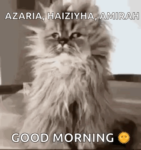 A Fluffy Cat Is Sitting On A Table With The Words `` Good Morning '' Written On It . GIF
