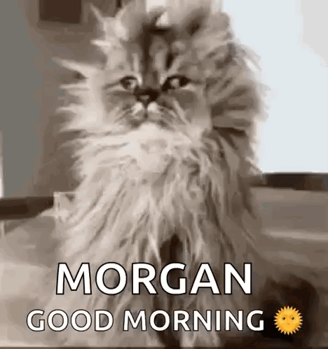 A Fluffy Cat Is Sitting On A Table With The Words `` Morgan Good Morning '' Written Above It . GIF