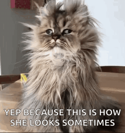 A Fluffy Cat Is Sitting On A Wooden Table And Looking At The Camera With A Caption . GIF