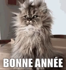 Fluffy Cat Sitting With Bonne Annee Above GIF