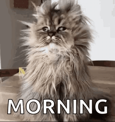 A Fluffy Cat Is Sitting On A Wooden Table With The Words Morning Written On It . GIF