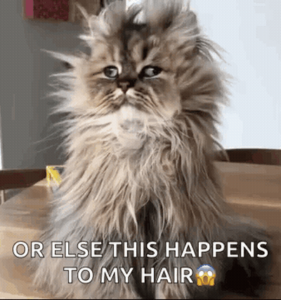 A Fluffy Cat Is Sitting On A Wooden Table With The Words `` Or Else This Happens To My Hair '' . GIF