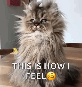 A Fluffy Cat Is Sitting On A Wooden Table With The Words `` This Is How I Feel '' . GIF