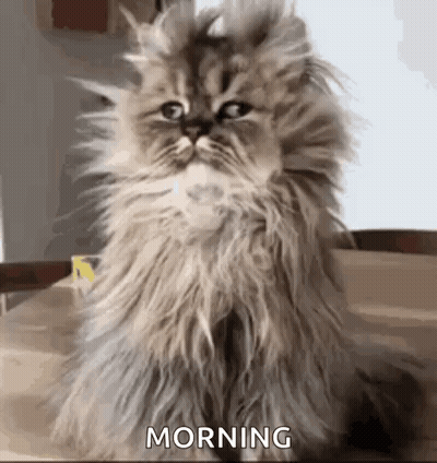 A Fluffy Cat Is Sitting On Top Of A Wooden Table And Looking At The Camera . GIF