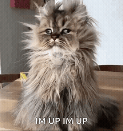 A Fluffy Cat Is Sitting On Top Of A Wooden Table . GIF