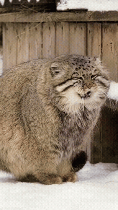 A Fluffy Cat Is Standing In The Snow With Its Mouth Open GIF