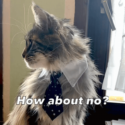A Fluffy Cat Wearing A Tie And A White Collar Says How About No GIF
