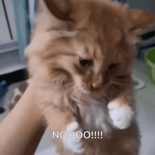 Fluffy Kitten Saying Noooo GIF