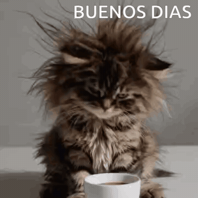 A Fluffy Kitten Is Sitting Next To A Cup Of Coffee And Looking At The Camera . GIF