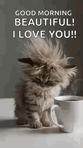 A Fluffy Kitten Is Sitting Next To A Cup Of Coffee And Says `` Good Morning Beautiful ! I Love You ! '' GIF