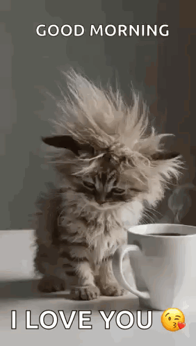 A Fluffy Kitten Is Sitting Next To A Cup Of Coffee And Says `` Good Morning I Love You '' . GIF