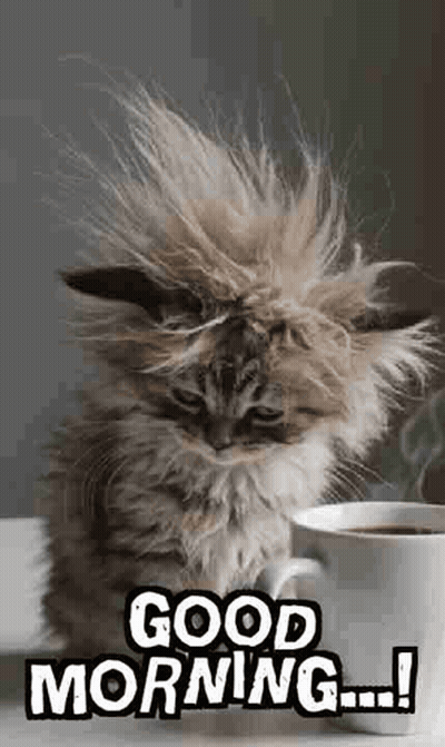 A Fluffy Kitten Is Sitting Next To A Cup Of Coffee And Says `` Good Morning '' . GIF