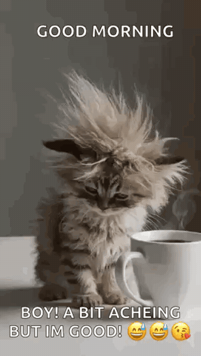 A Fluffy Kitten Is Sitting Next To A Cup Of Coffee On A Table . GIF