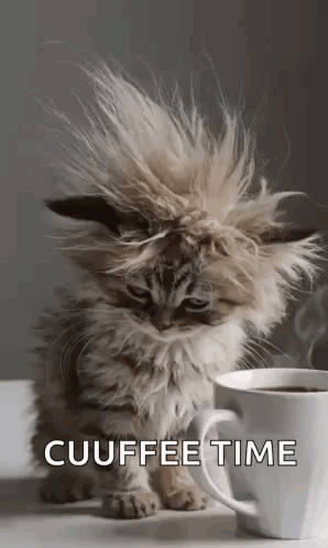 A Fluffy Kitten Is Sitting Next To A Cup Of Coffee With Its Fur Blowing In The Wind . GIF