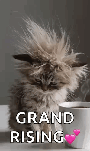 A Fluffy Kitten Is Sitting Next To A Cup Of Coffee With The Words `` Grand Rising '' Written On It . GIF