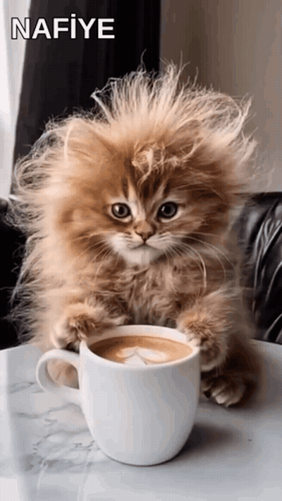 A Fluffy Kitten Is Sitting On A Table With A Cup Of Coffee . GIF