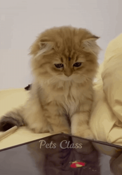 A Fluffy Kitten Is Sitting On A Table With The Words Pets Class Written On It GIF