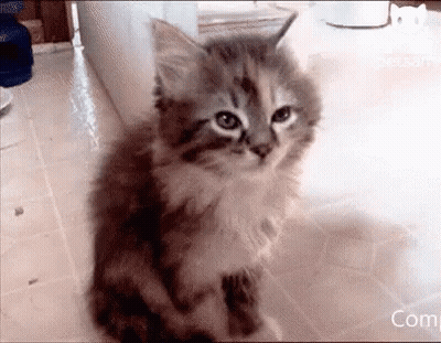 A Fluffy Kitten Is Sitting On A Tiled Floor Looking At The Camera . GIF
