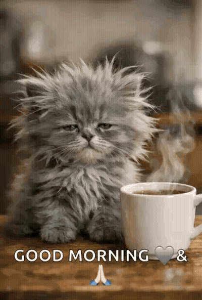 A Fluffy Kitten Sitting Next To A Cup Of Coffee On A Table . GIF