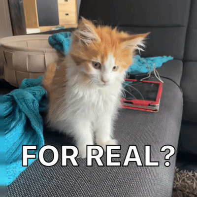 A Fluffy Orange And White Cat Is Sitting On A Couch With The Words " For Real " Above It GIF