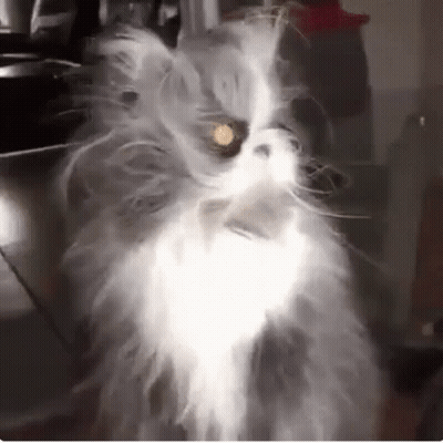 A Fluffy White Cat Is Sitting On A Table With A Light Shining On It . GIF