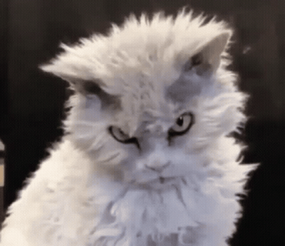 A Fluffy White Cat With A Very Angry Look On His Face GIF