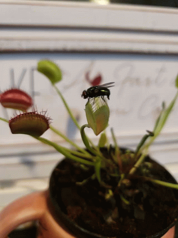 A Fly Is Sitting On A Plant In Front Of A Sign That Says ' Flowers ' On It GIF